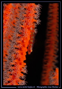 Little symbiotique Goby.... Que du bonheur... :O)... by Michel Lonfat 